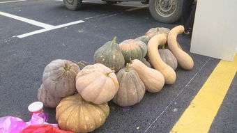 全国扶贫日 肥西农产品产销会启动，家禽消费助力扶贫