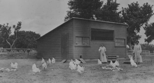 深度探究光照与家禽性成熟的关系