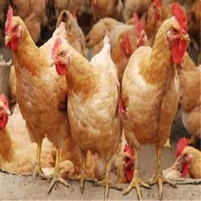 家禽在农业产品中的重要性与发展前景