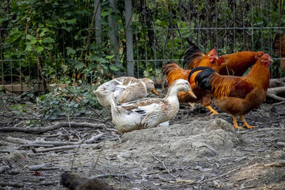 土鸡 家禽中的瑰宝