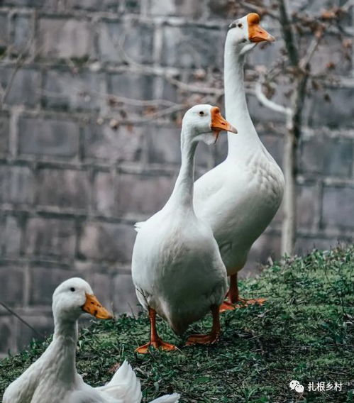 鹅 笨拙还是被低估？剖析家禽驯化的历史迷思