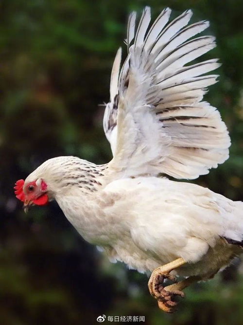 家禽产业的新挑战 鸡苗与芯片技术的结合与风险