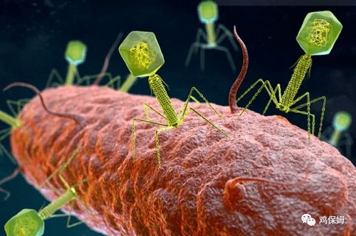 世界禽业动态,对我国家禽业有何启示