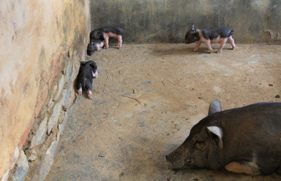 养猪场与家禽养殖 现代化畜牧业的双翼