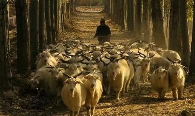 家禽产业迎政策红利，2018-2020年特色农产品发展新机遇