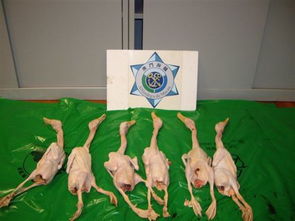 警惕餐桌上的隐形风险 海关截获未经检疫家禽肉类的背后警示