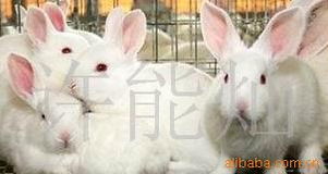 许能灿 一位心系家禽养殖业的“老黄牛”